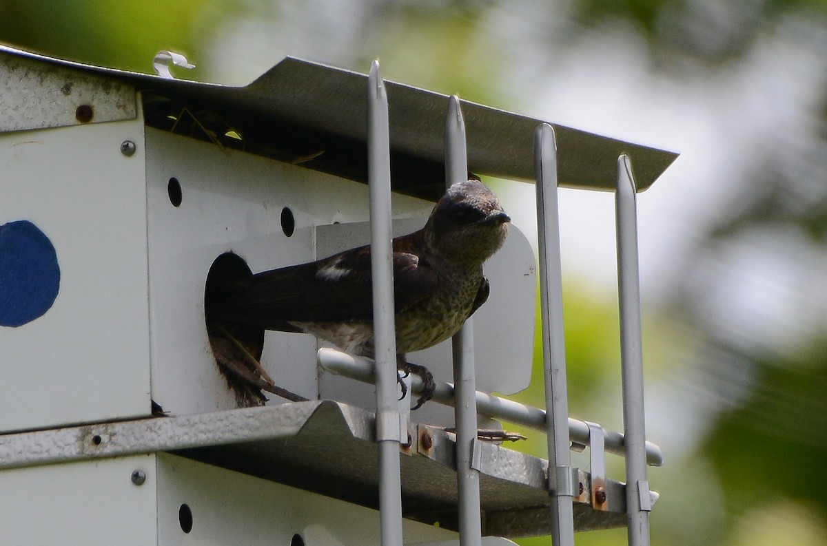 Golondrina Purpúrea - ML30173041