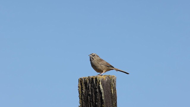 Rufous-crowned Sparrow - ML301730711