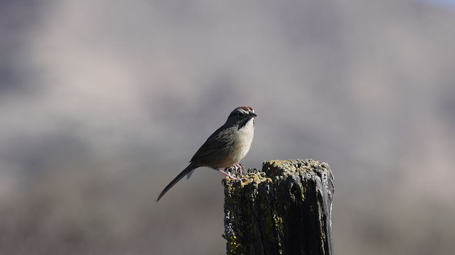 Rufous-crowned Sparrow - ML301730741