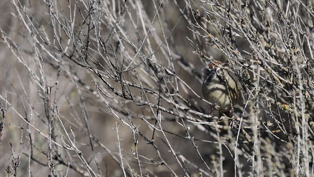 ズアカスズメモドキ - ML301730751