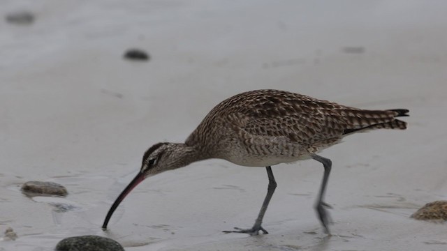 koliha malá (ssp. hudsonicus) - ML301731691