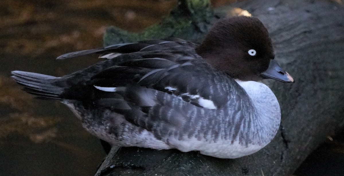 Common Goldeneye - ML301732121