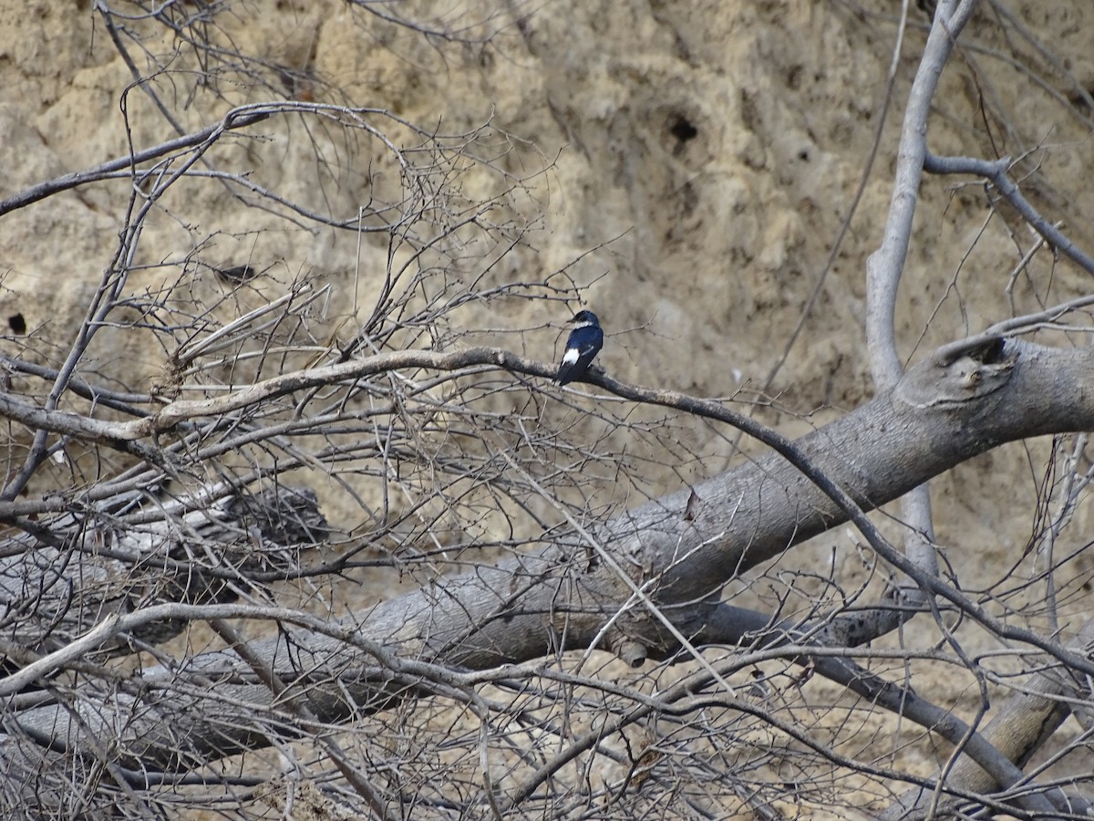 Golondrina Aliblanca - ML301732131