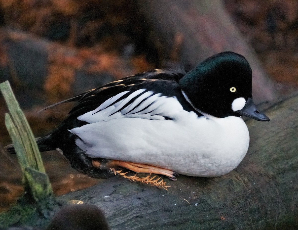 Common Goldeneye - ML301732141