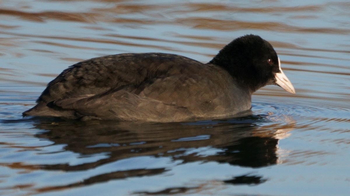 Eurasian Coot - ML301732171