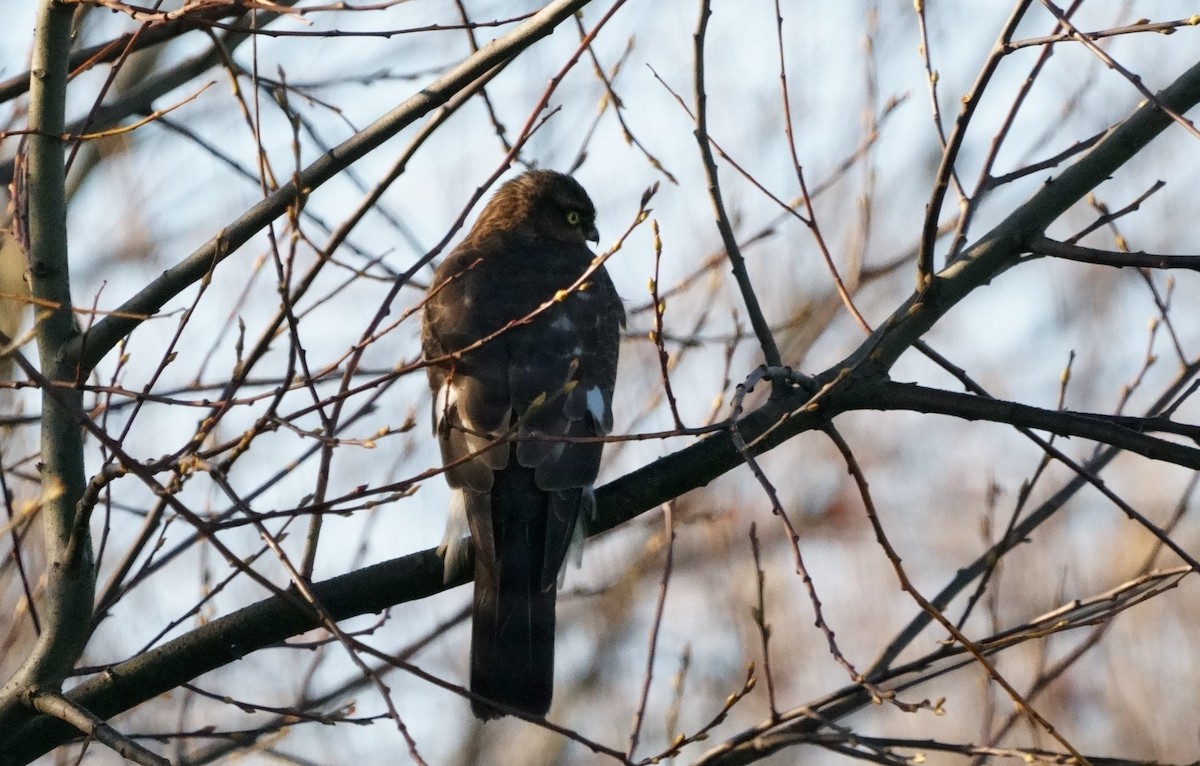 Eurasian Sparrowhawk - ML301732211