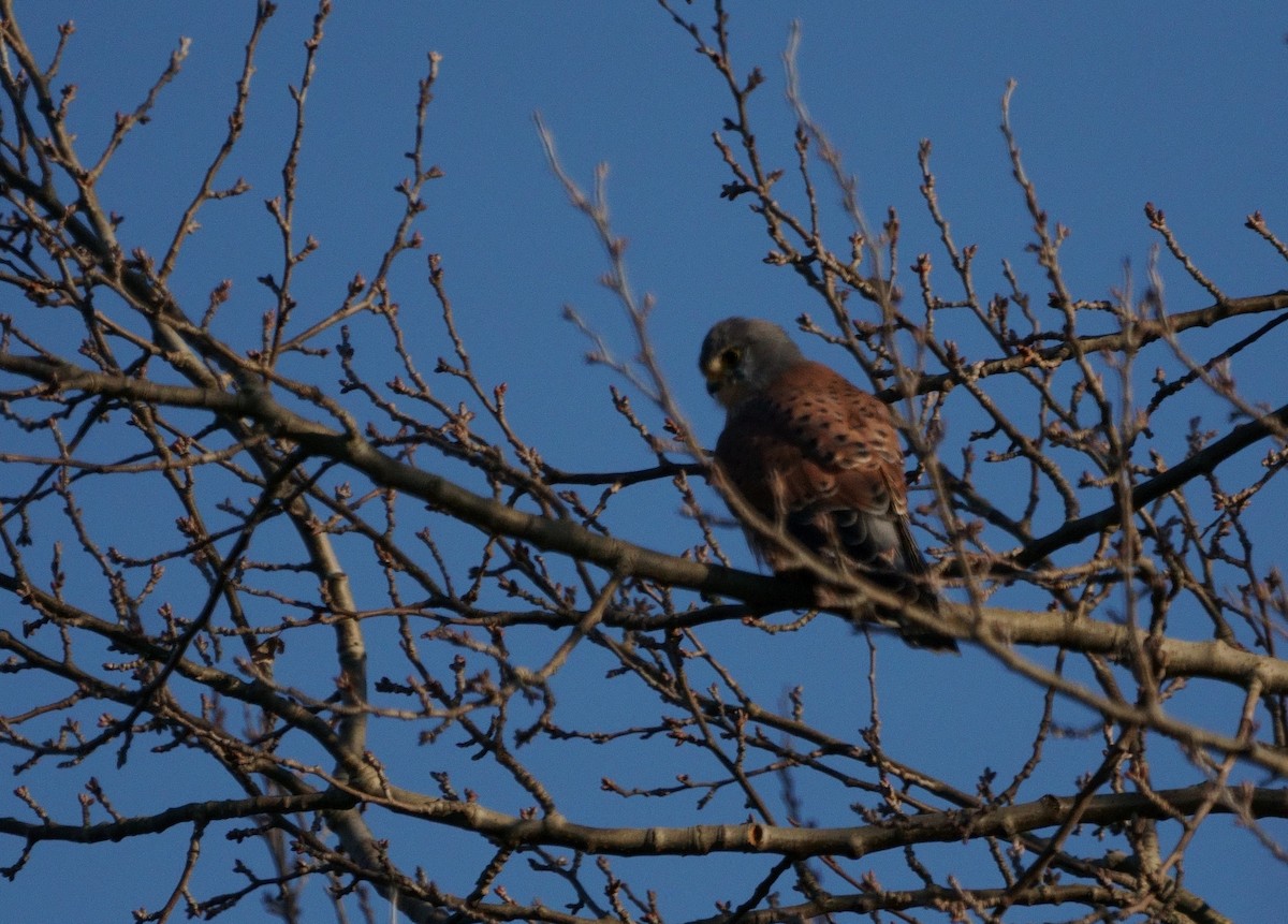 Eurasian Kestrel - ML301732231