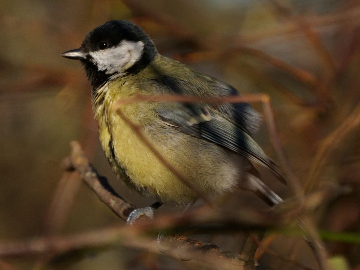 Great Tit - ML301732271