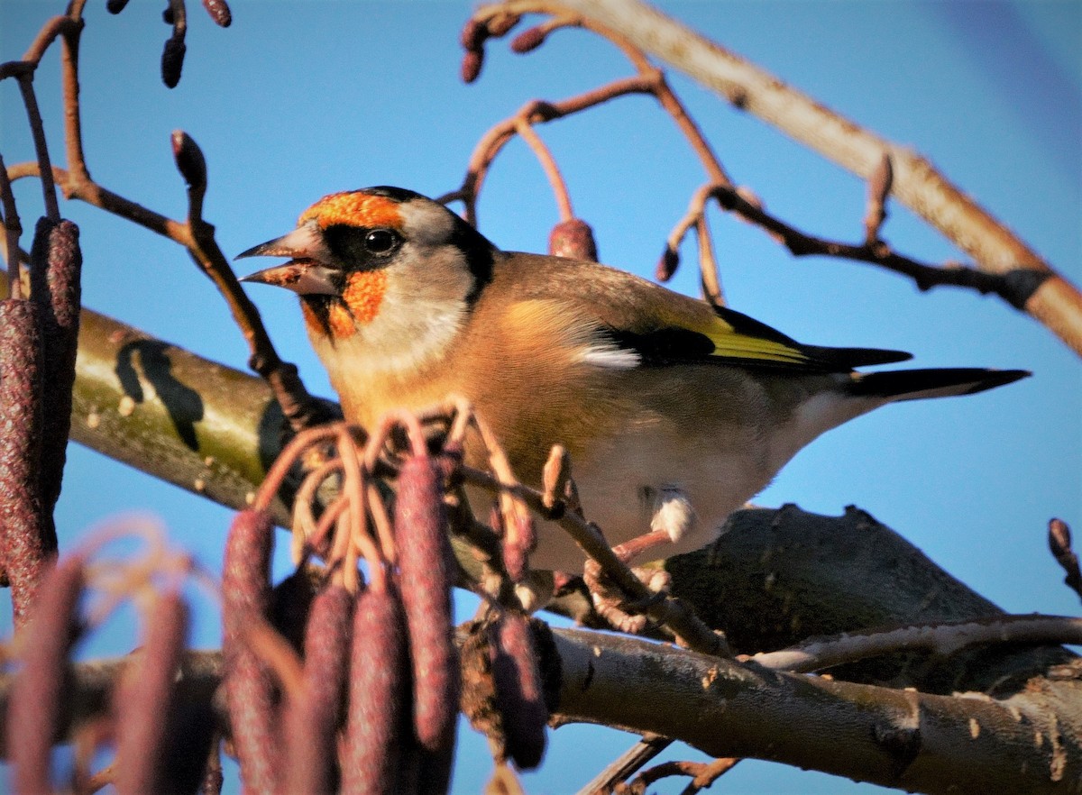 European Goldfinch - ML301732431