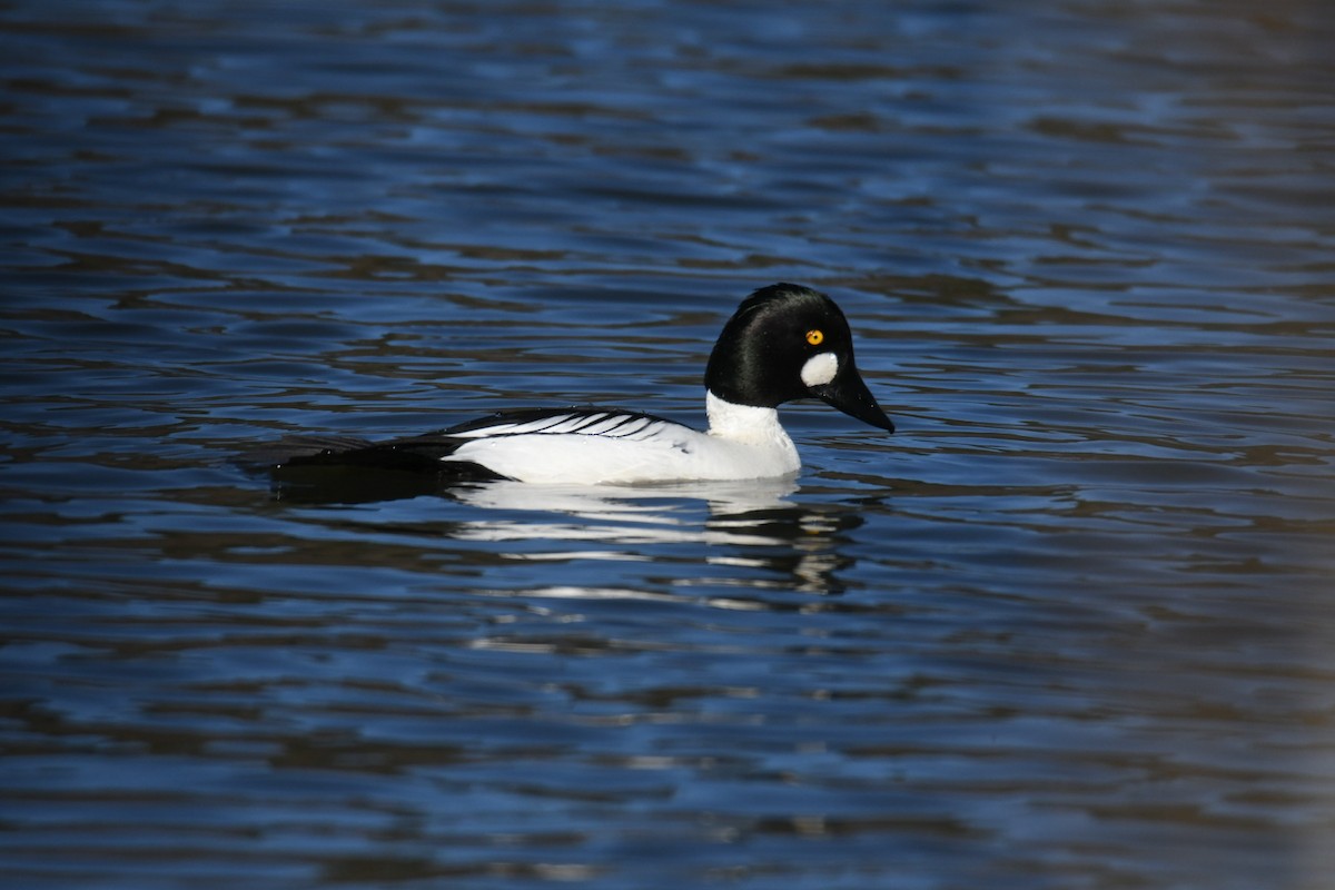 Common Goldeneye - ML301732541