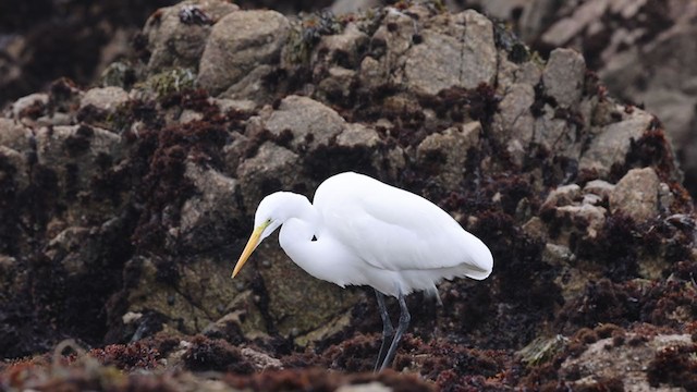 Great Egret - ML301732591