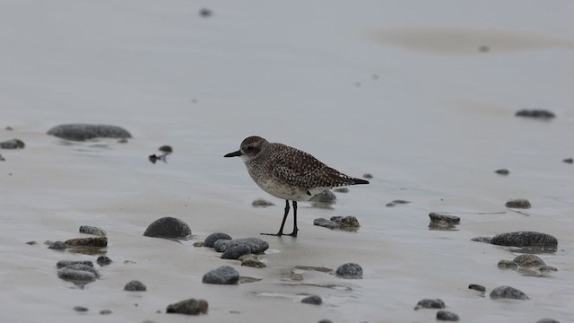 Black-bellied Plover - ML301732631