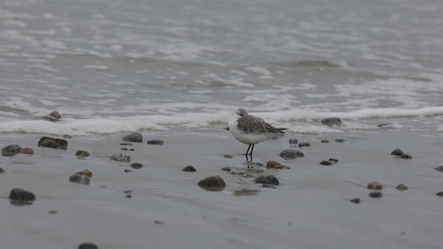 Bécasseau sanderling - ML301732671