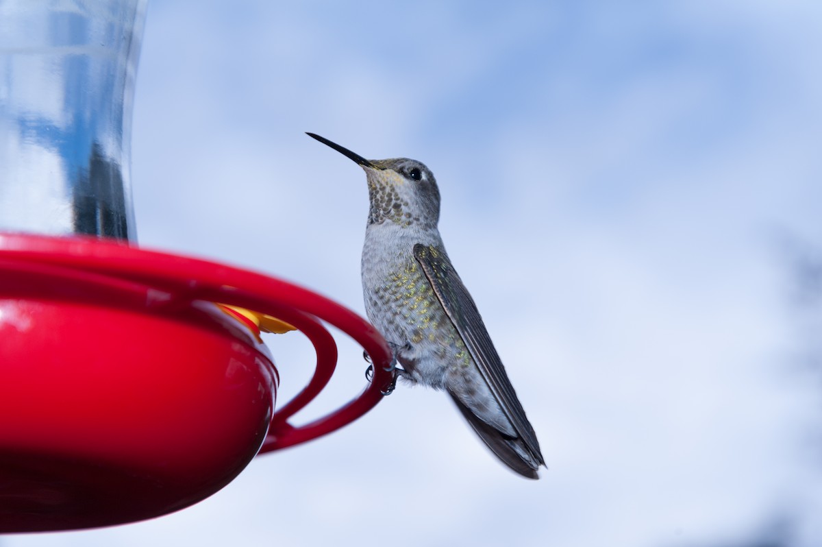 Anna's Hummingbird - ML301733251