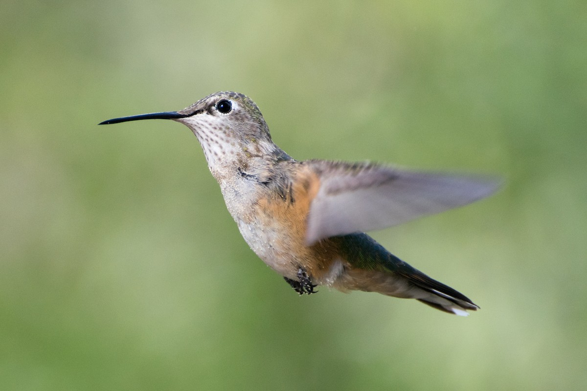 Broad-tailed Hummingbird - ML301733291