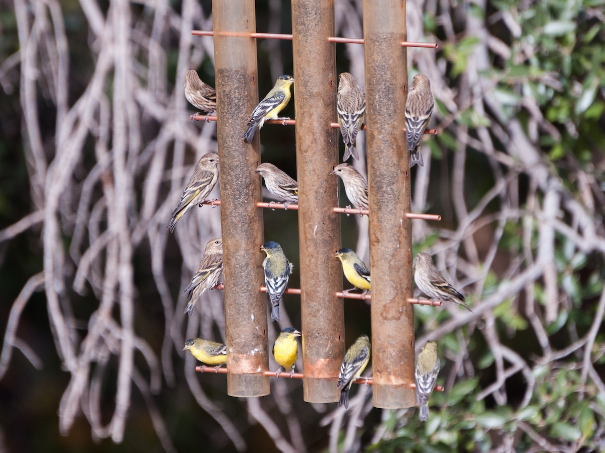 Lesser Goldfinch - ML301733321