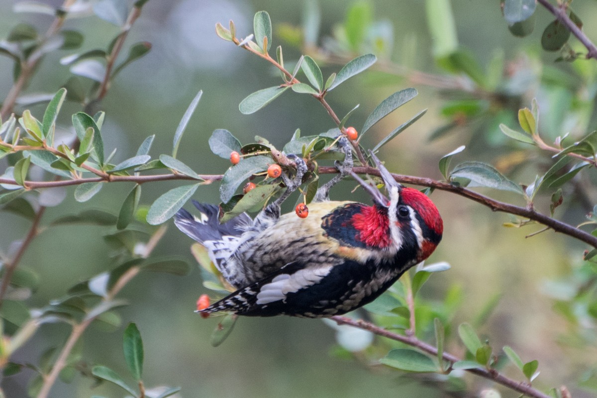 Red-naped Sapsucker - ML301733401