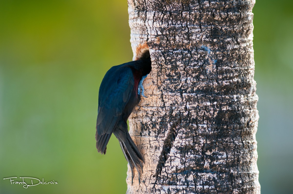 Guadeloupe Woodpecker - Frantz Delcroix (Duzont)