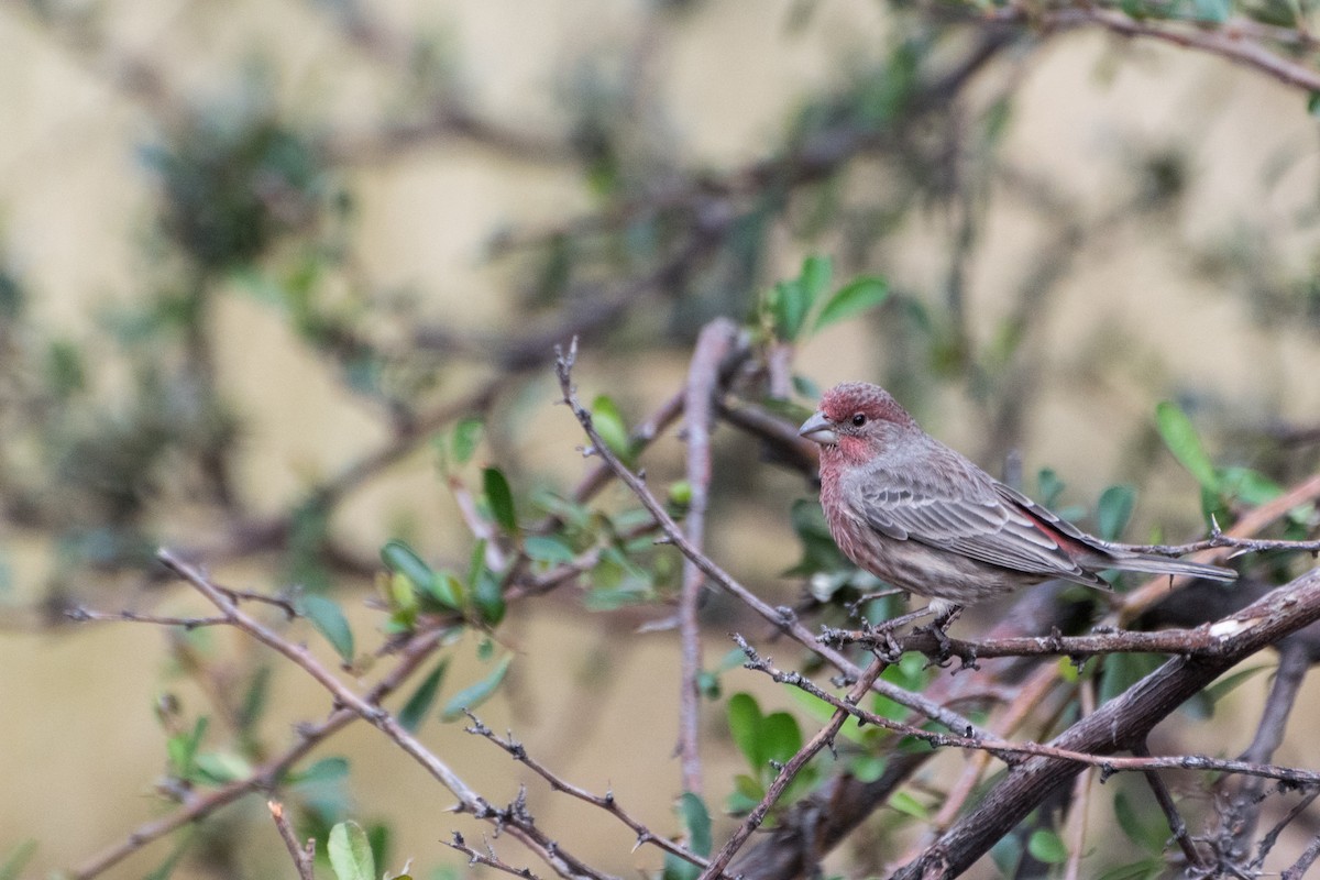 House Finch - ML301733441