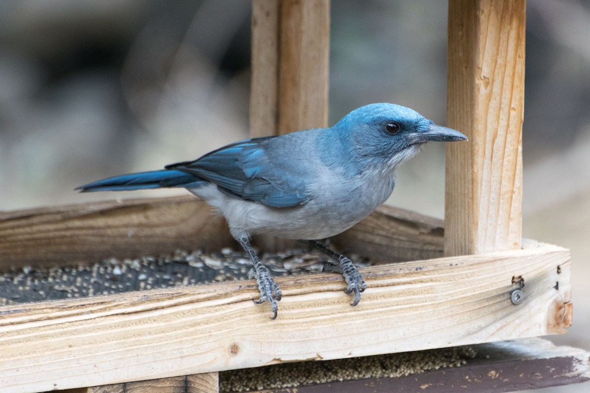 Mexican Jay - ML301733491