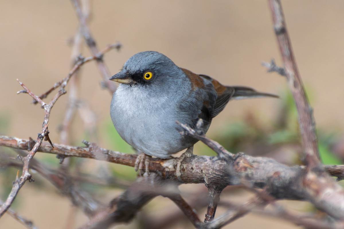 Yellow-eyed Junco - ML301733541