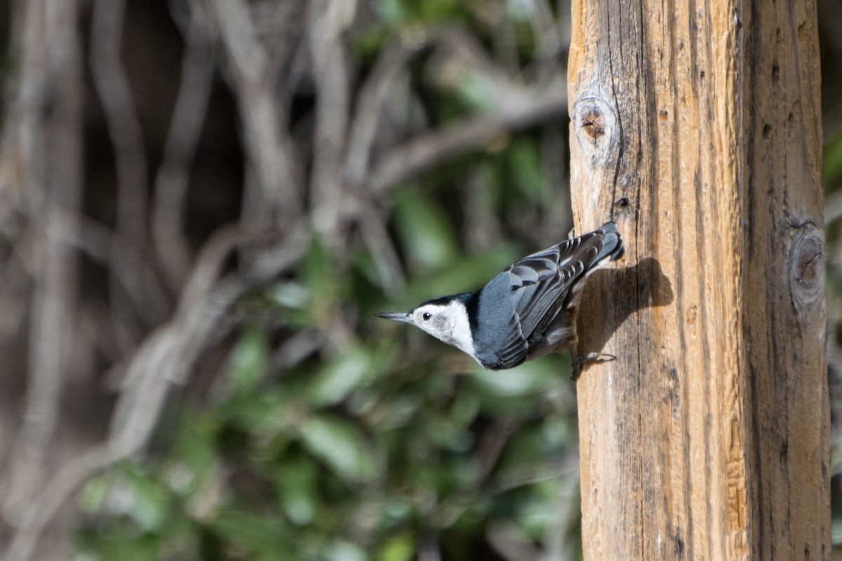 White-breasted Nuthatch - ML301733561