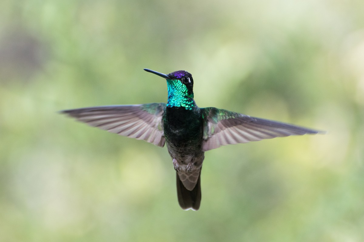 Rivoli's Hummingbird - ML301733701