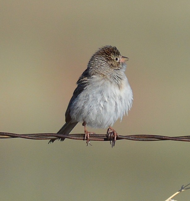 Brewer's Sparrow - ML30173411