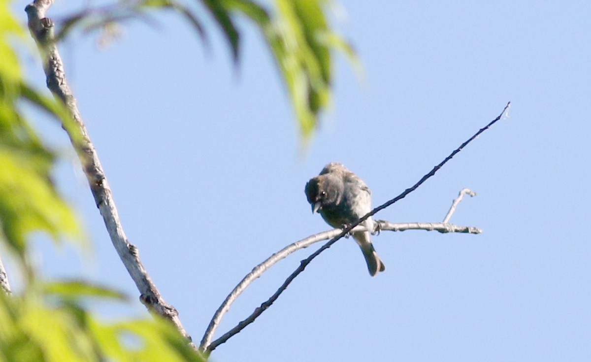 Indigo Bunting - ML30173521