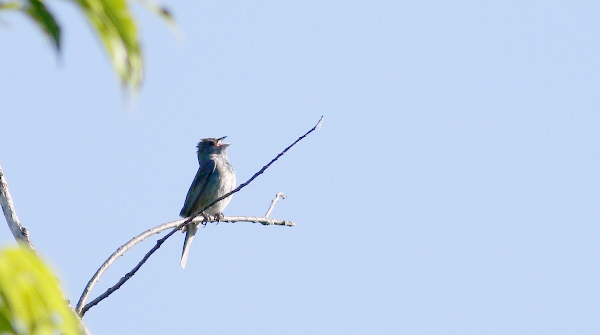 Indigo Bunting - ML30173541