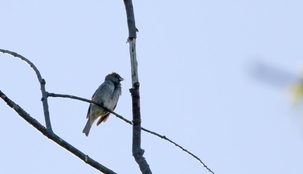 Indigo Bunting - ML30173561