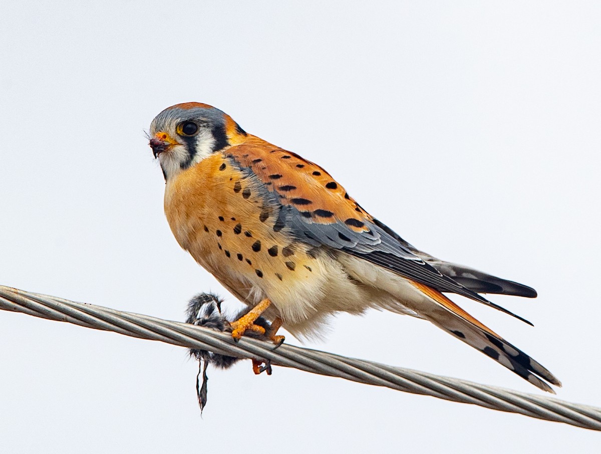 American Kestrel - ML301735991