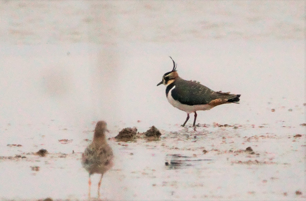 Northern Lapwing - ML301736051