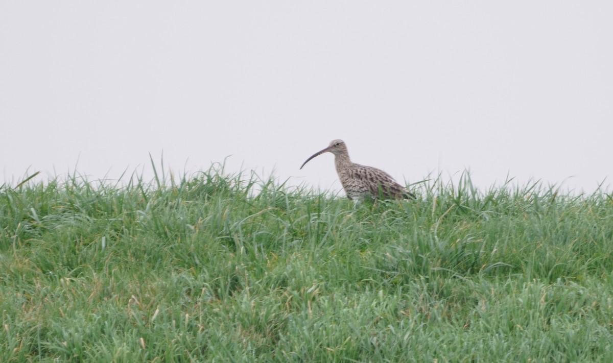 Eurasian Curlew - ML301736071
