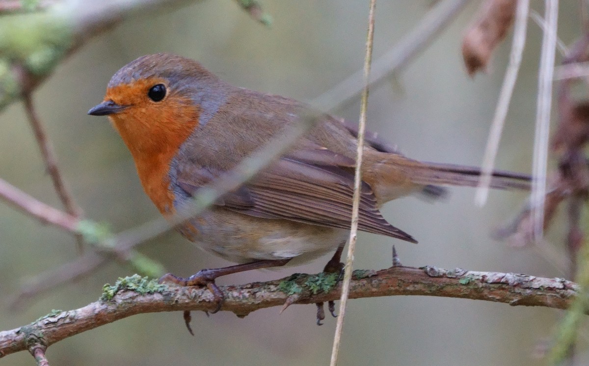 European Robin - ML301736121