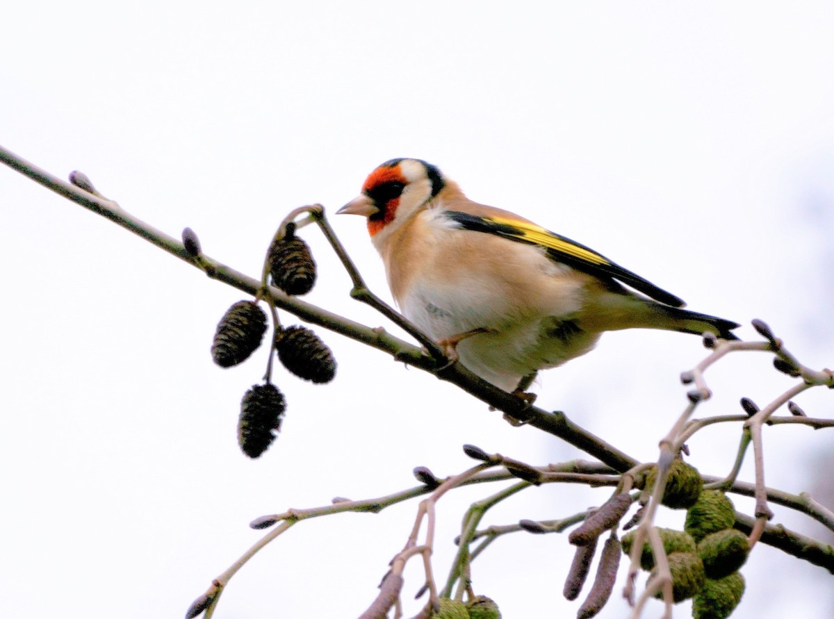 European Goldfinch - ML301736131