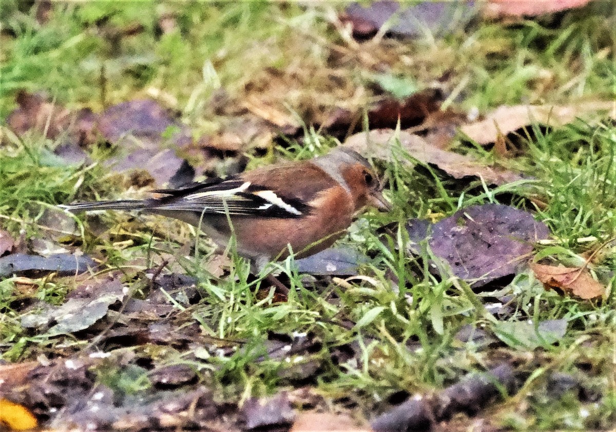 Common Chaffinch - ML301736151