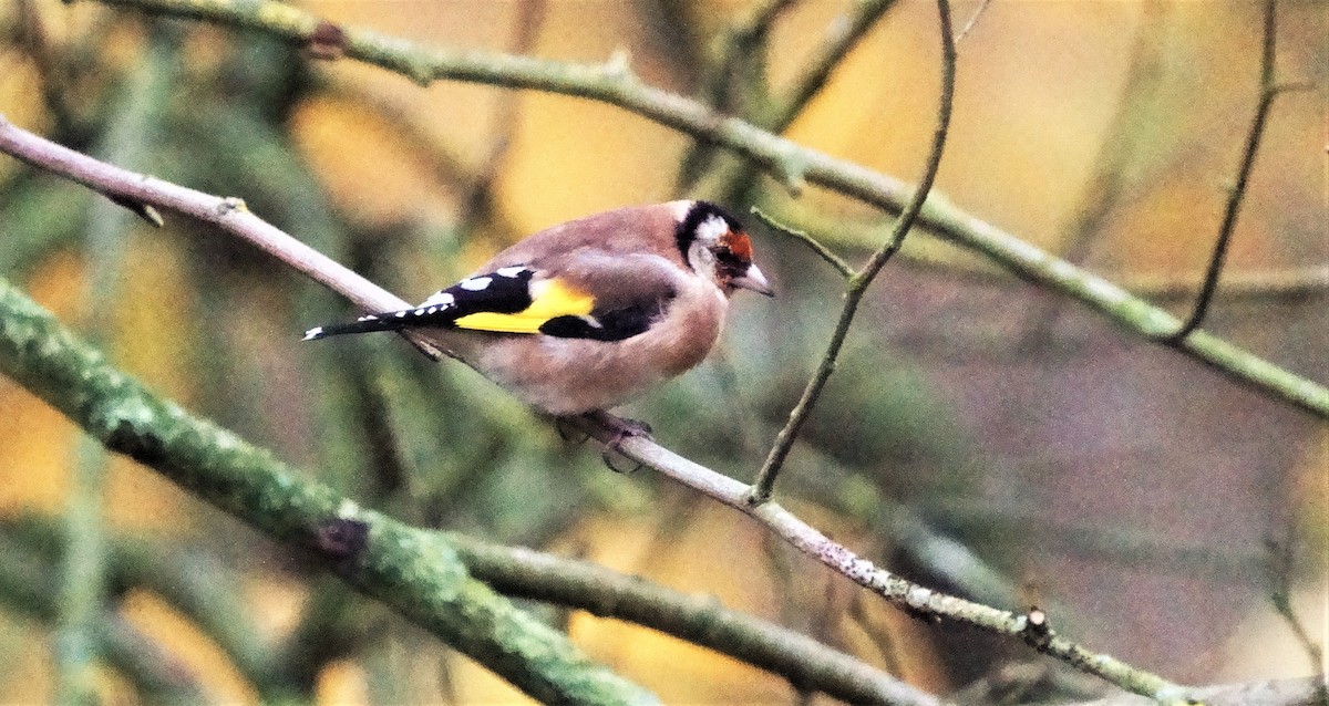European Goldfinch - ML301736161