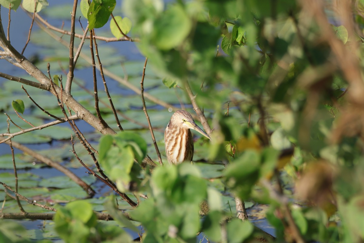 Yellow Bittern - ML301736411