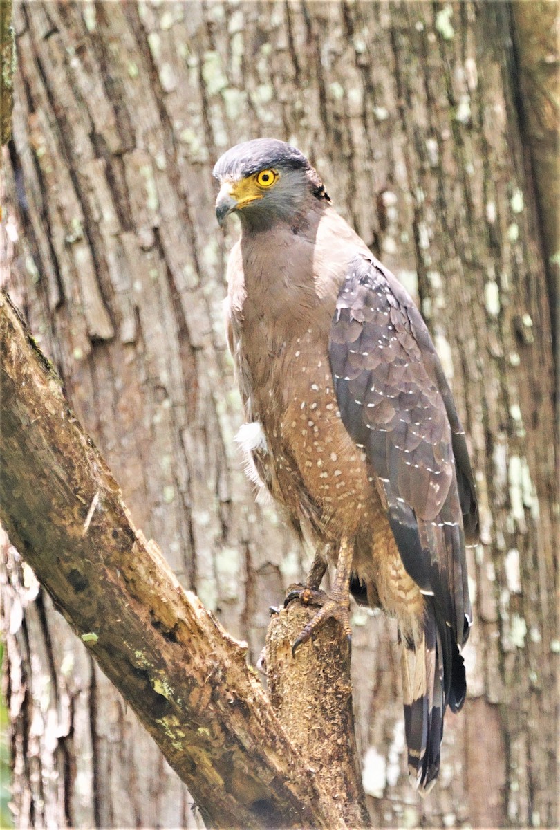 Crested Serpent-Eagle - ML301737191