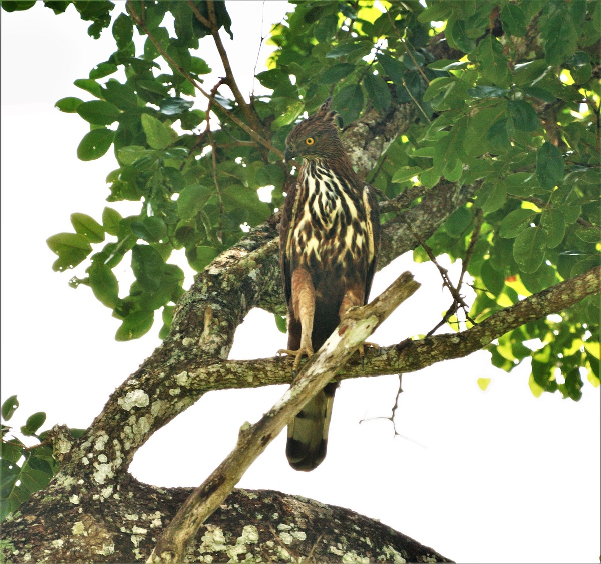 Changeable Hawk-Eagle - ML301737211