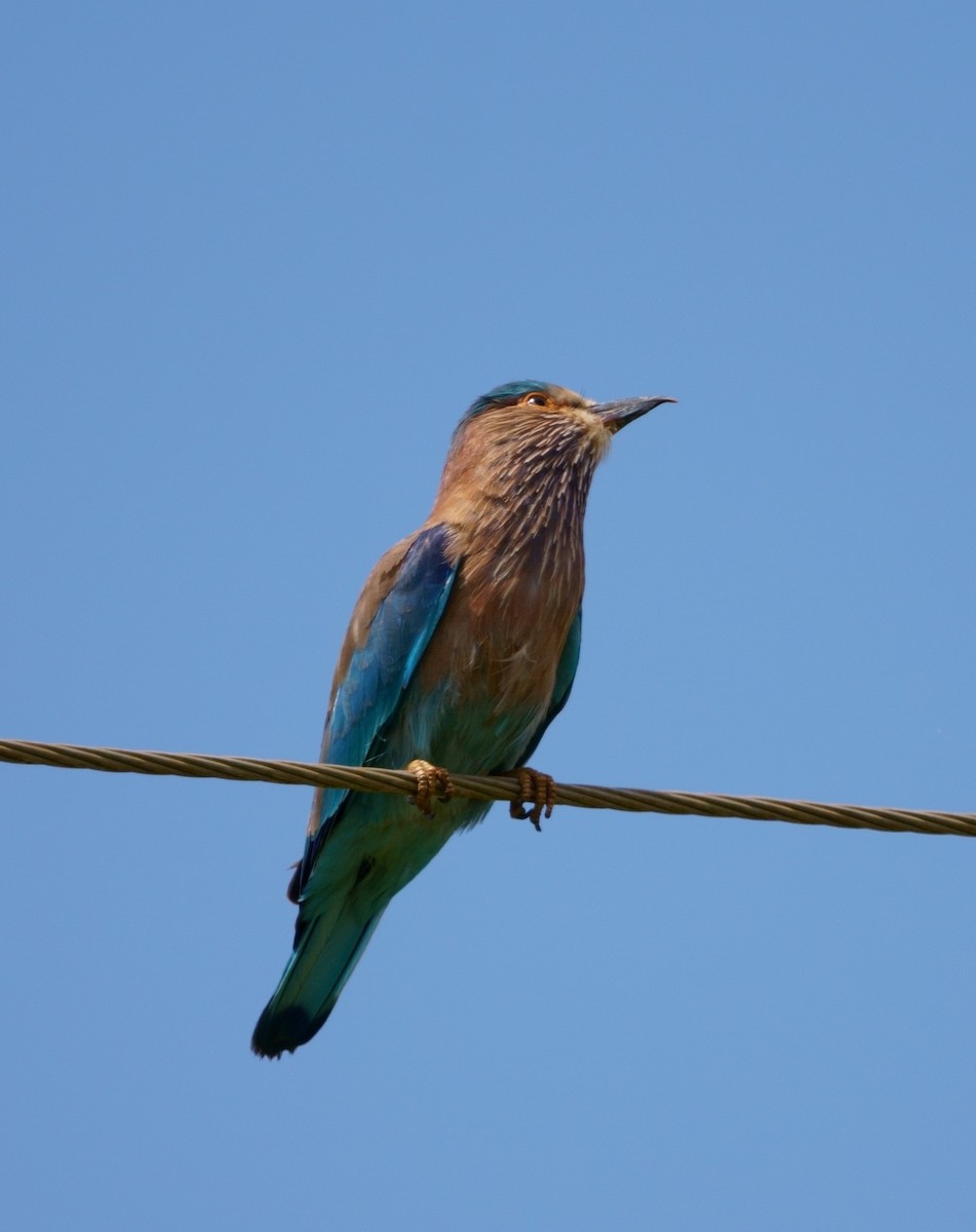 Indian Roller - ML301737291