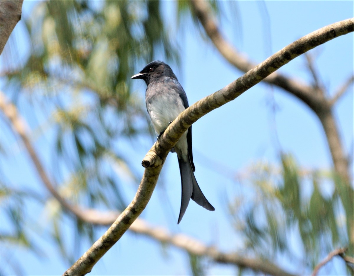 White-bellied Drongo (White-bellied) - ML301737321