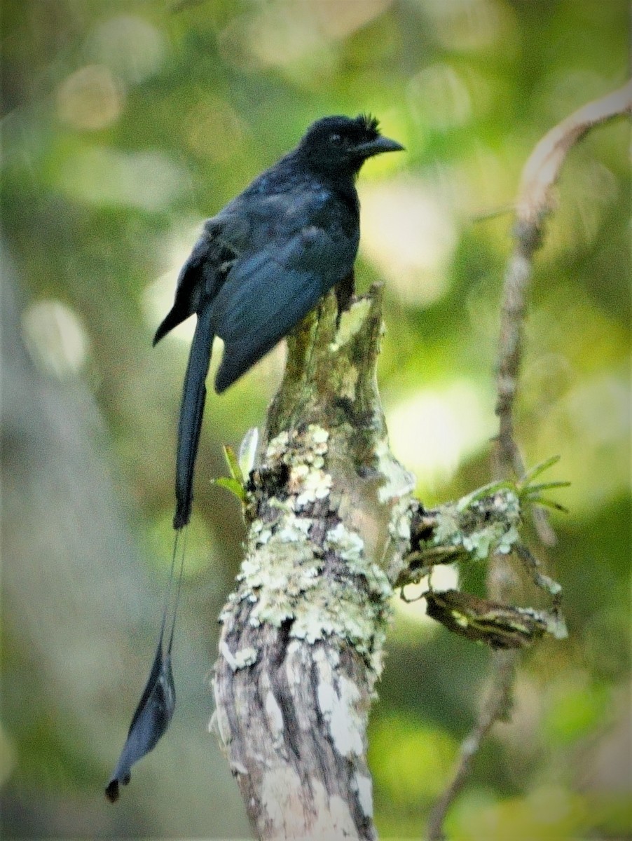 Greater Racket-tailed Drongo - ML301737391