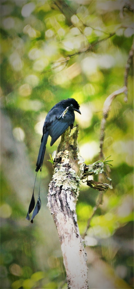 Greater Racket-tailed Drongo - ML301737411