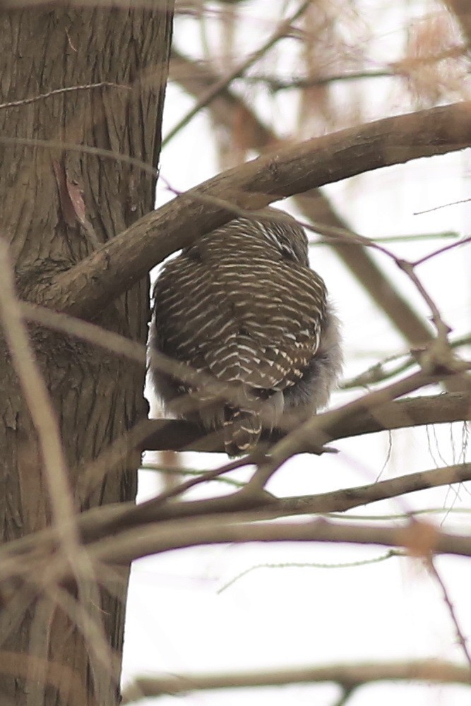 Asian Barred Owlet - ML301738121