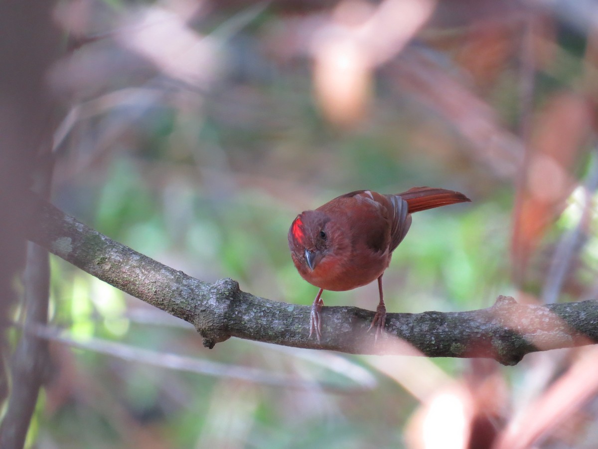 Red-crowned Ant-Tanager - ML30173941