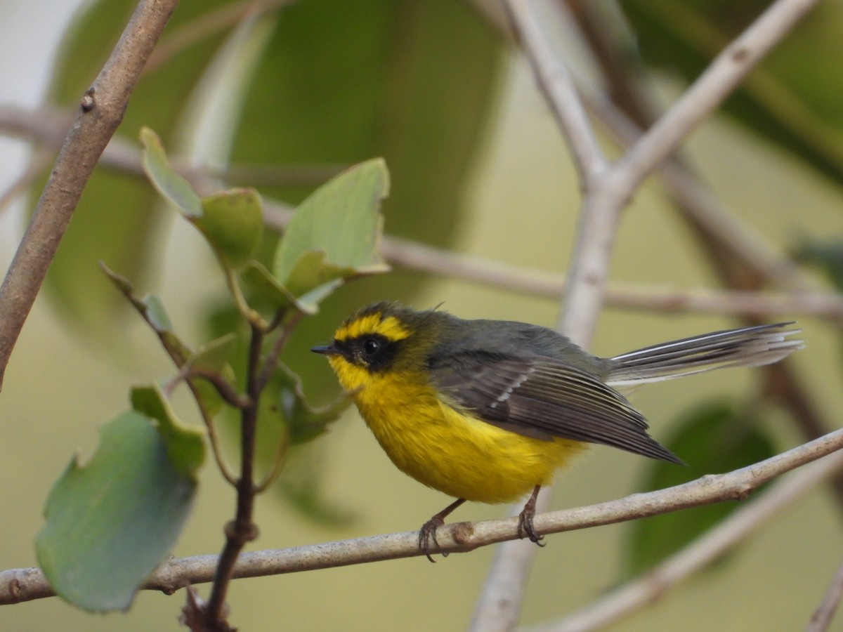 Yellow-bellied Fairy-Fantail - ML301741391