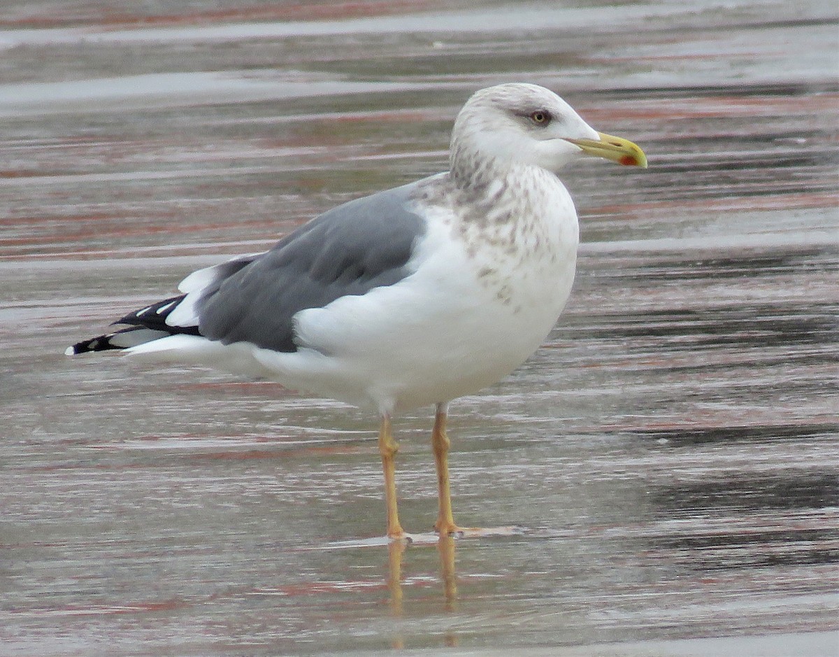 Lesser Black-backed Gull (taimyrensis) - Elizabeth Skakoon