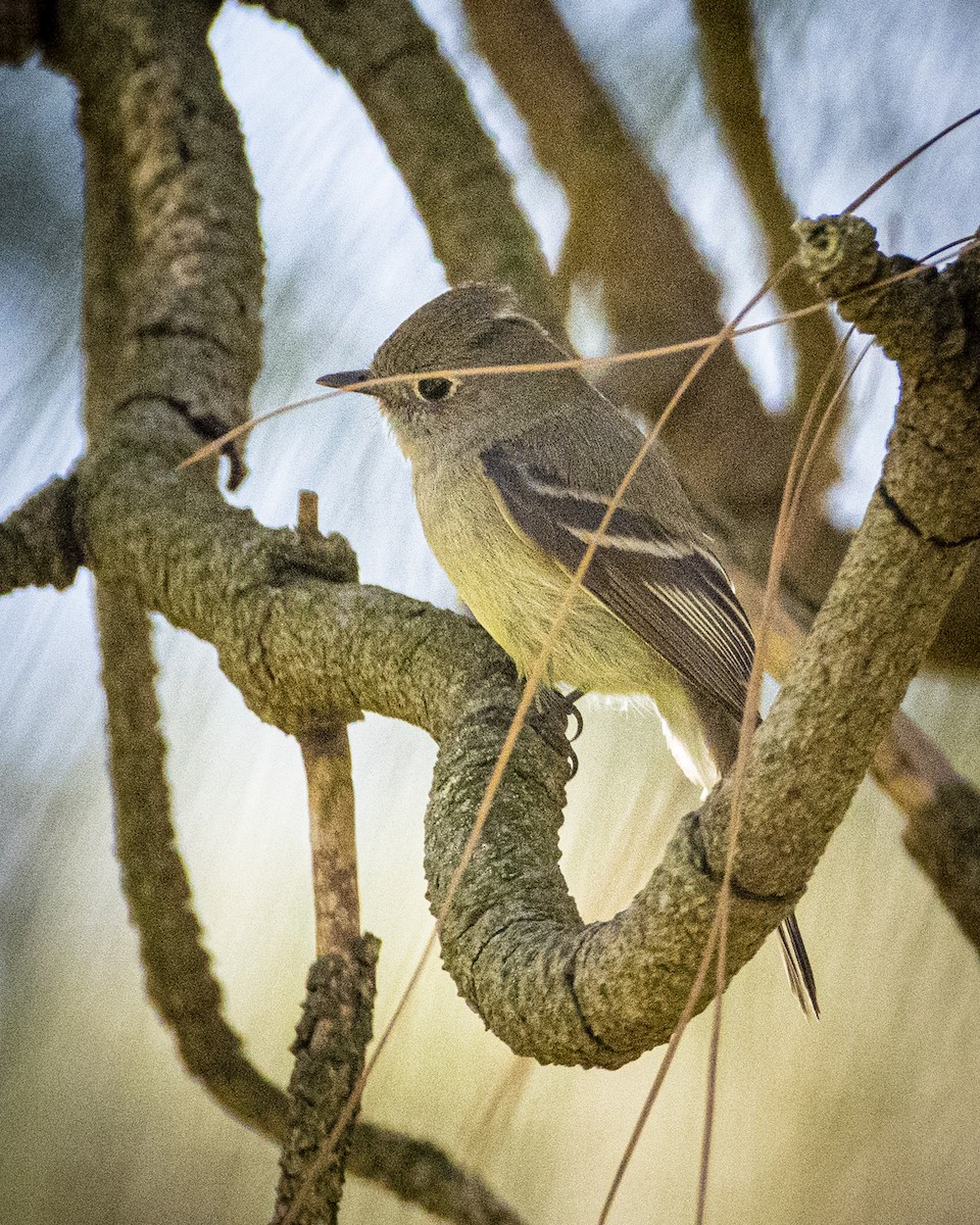 Hammond's Flycatcher - James Kendall